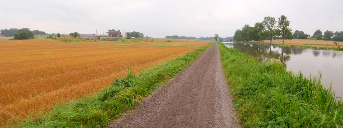 As soon as the grain dries, it will be harvested.